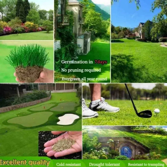 Grass Seeds Hybrid Best For Gardening (Pack Of 100 seeds) (Pack of 1)