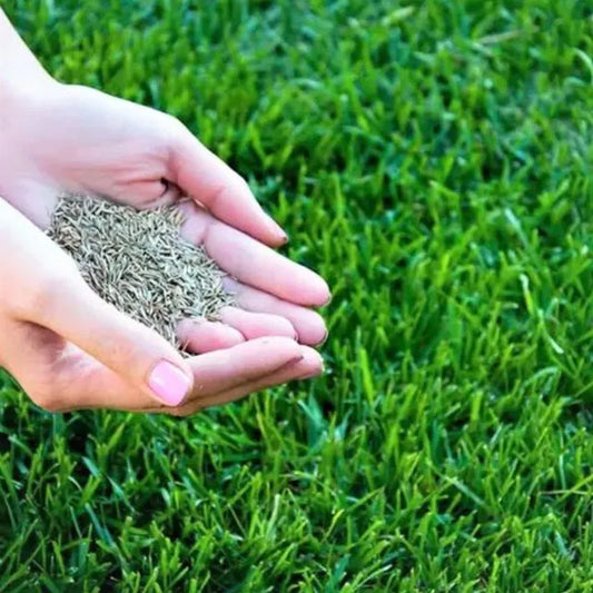 Grass Seeds Hybrid Best For Gardening (Pack Of 100 seeds) (Pack of 1)